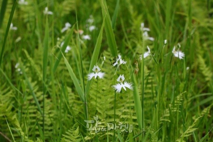 한국의 흔한 난초