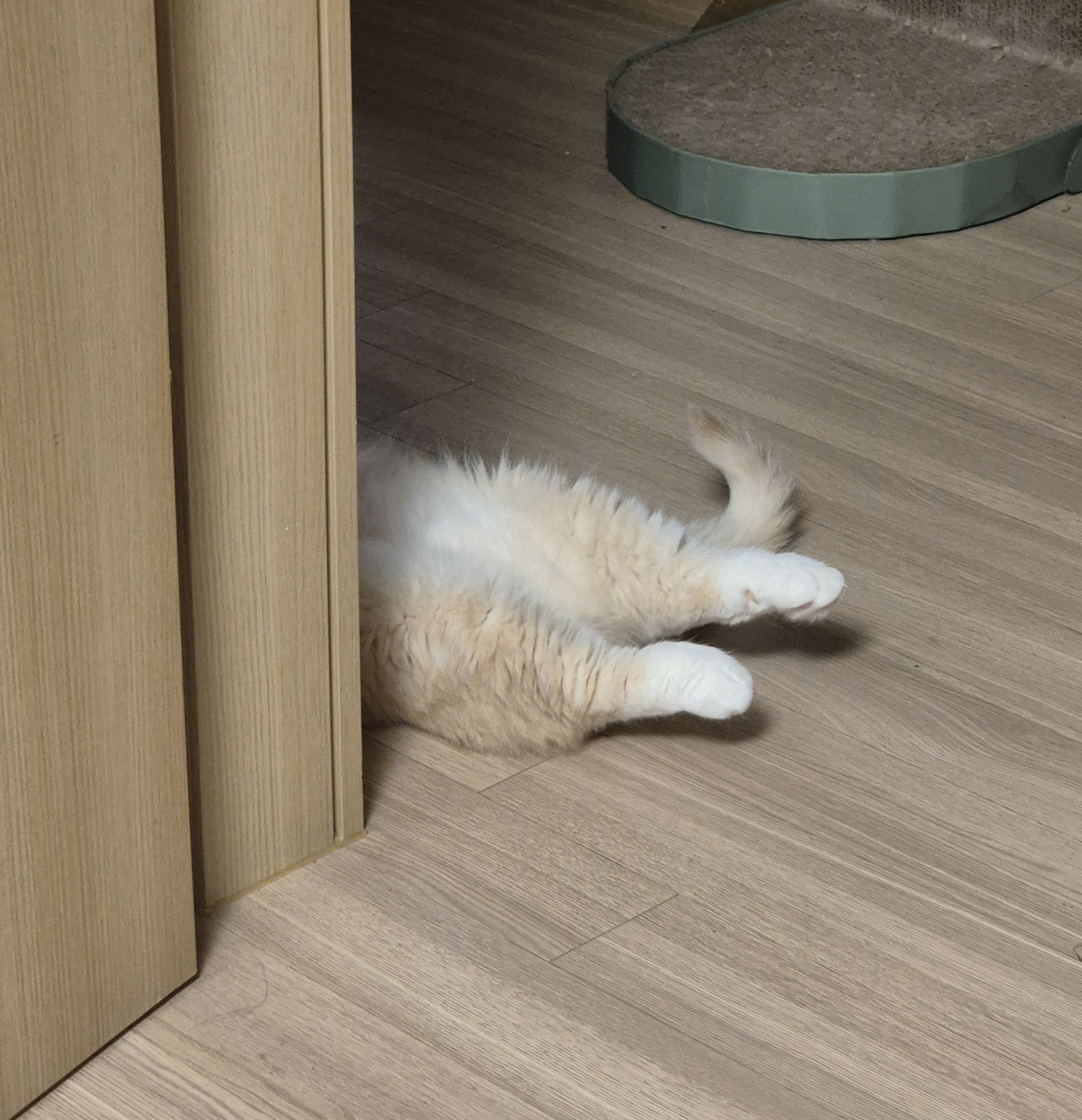 고양이) 뒷다리만 봐도 귀여움