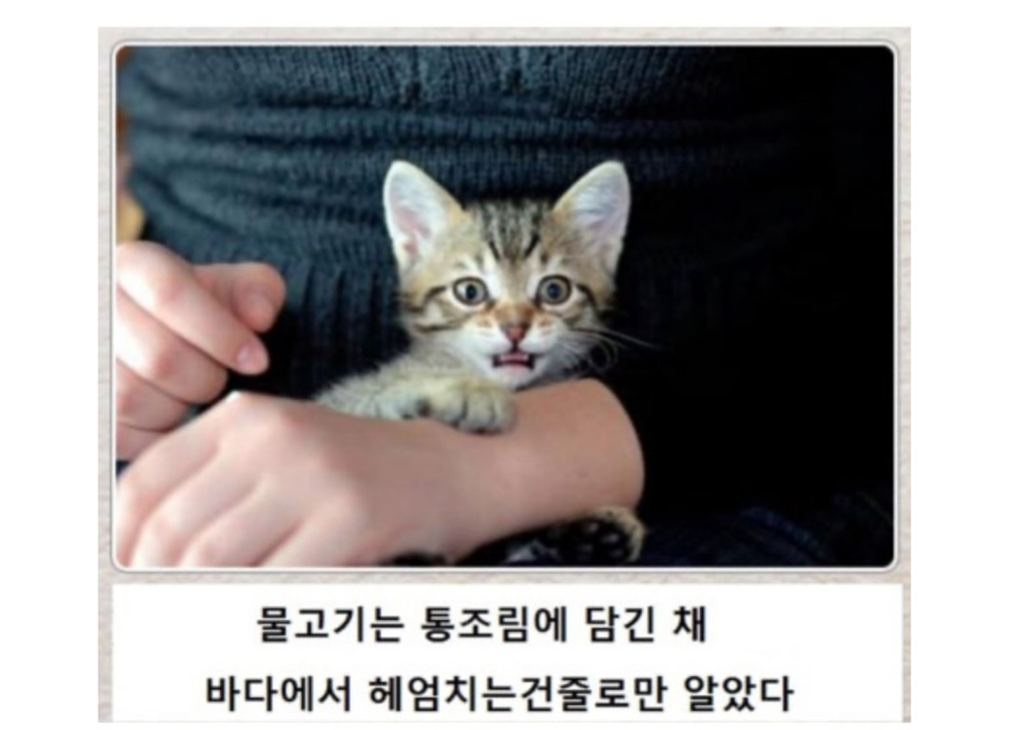 동물버전 제목학원 다시보기