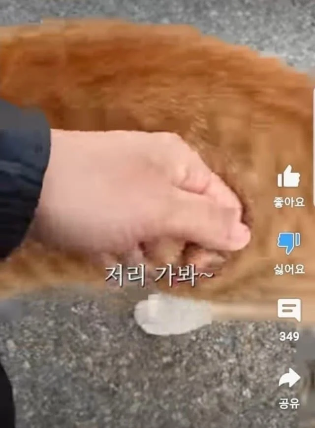 해처리에 S급매물이 나타난걸 본 캣대디