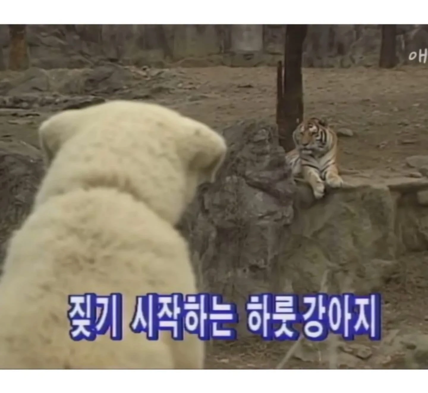 하룻강아지 범 무서운줄 모른다
