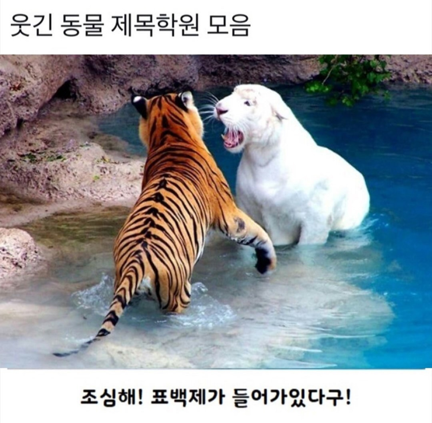 동물버전 제목학원 다시보기