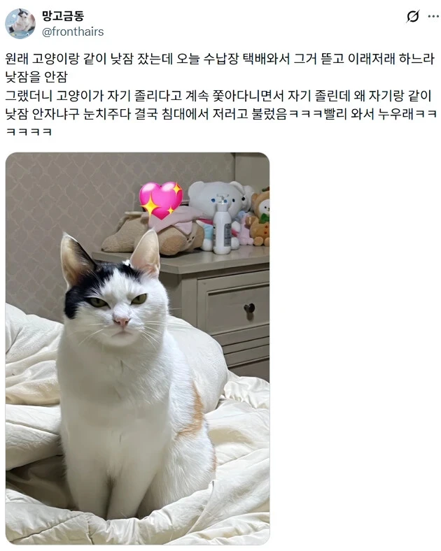 루틴 깨져서 화난 고양이